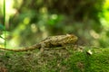 coarse chameleon, trioceros rudis, rudis chameleon, ruwenzori side striped chameleon