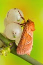 Triodia sylvina Royalty Free Stock Photo