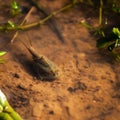 Triops cancriformis or tadpole shrimp in a pond Royalty Free Stock Photo