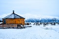 Trip above the arctic circle to Sami camp with reindeers, Tromso, Norway Royalty Free Stock Photo