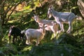 Trip of beautiful and cute white and black wild goats in sunlight standing on the rocks and seen in Wicklow Mountains Royalty Free Stock Photo