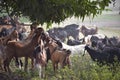 Trip of goats feasting on leaves