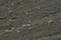 Trip of goats grazing in a field