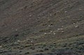 Trip of goats grazing in a field