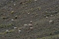 Trip of goats grazing in a field