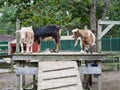 A Trip of Goats Standing on a Platform