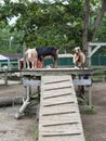 A Trip of Goats Standing on a Platform