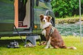 Trip with pet. Happy Brown Dog Border Collie travel by car. Border Collie dog sitting near car camping on grass near mountain Royalty Free Stock Photo