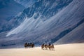 Trip in the sand dunes of Nubra Valley, Ladakh Royalty Free Stock Photo