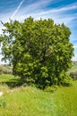 Single olive tree on Emidio Pepe winery vineyard Royalty Free Stock Photo