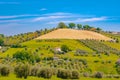 Agricultural landscape, of olive trees, wheat fields and wine grape vineyards, in Tuscany,Italy Royalty Free Stock Photo