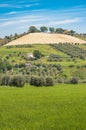 Landscape of Italian hillside, ready for spring planting, surrounded by olive tree grovesianII