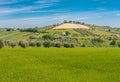 Agricultural landscape, of olive trees, wheat fields and wine grape vineyards, in Tuscany,Italy, on a sunny afternoon Royalty Free Stock Photo