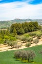 Olive trees planted on, a hillside of dirt and grass areas