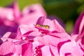 Trip to hydrangea - wasp on hydrangea flower Royalty Free Stock Photo