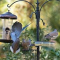 A trio of white-winged doves at the bird feeder