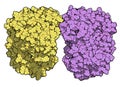 Tripeptidyl-peptidase I enzyme. Mutations in corresponding TPP1 gene lead to late infantile neuronal ceroid lipofuscinosis.