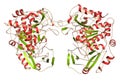 Tripeptidyl-peptidase I enzyme. Mutations in corresponding TPP1 gene lead to late infantile neuronal ceroid lipofuscinosis.