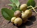 Triphala (Emblica officinalis, Terminalia bellirica, Terminalia chebula) in the garden