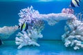 Tripical fishes and white coral Royalty Free Stock Photo