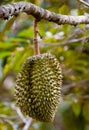 Tripical fruit durian Royalty Free Stock Photo