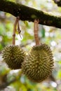 Tripical fruit durians Royalty Free Stock Photo