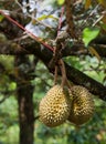 Tripical fruit durians Royalty Free Stock Photo