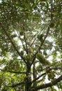 Tripical fruit durians Royalty Free Stock Photo