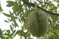 Tripical fruit durians Royalty Free Stock Photo