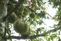 Tripical fruit durians Royalty Free Stock Photo