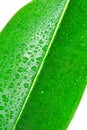 Tripical green leaf Royalty Free Stock Photo