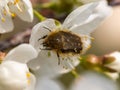 Tripinota Epicometis hirta - harmful insect that eats the flowers of a fruit tree