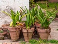 Triple cactus three beautiful plants pots in indoor house