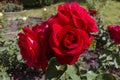 A triple carmin rose