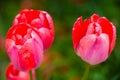 Closeup red tulips in the garden Royalty Free Stock Photo