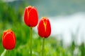 Triple of Closeup red tulips in blossom
