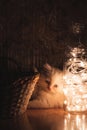 triple coated white persian cat with grey eyes sitting in a bucket near glass bottle filled with led lights Royalty Free Stock Photo