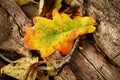 Triple colored oak leaf lying on tree trunk Royalty Free Stock Photo