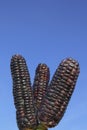 Triple Corn Sky Royalty Free Stock Photo