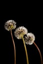 Triple Dandelion Seedpods on Black