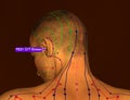 Acupuncture Point TE21 Ermen, 3D Illustration, Brown Background