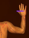Acupuncture Point TE3 Zhongzhu, 3D Illustration, Brown Background