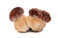 Triple fresh boletus