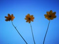 Triple golden coreopsis flowers blossoming under the sun