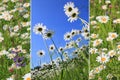 Triple marguerite meadow