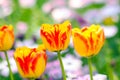 Triple of orange tulips in closeup