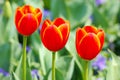 Triple of orange tulips in closeup