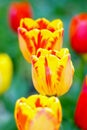 Triple of orange tulips in the garden