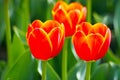 Triple of orange tulips under the sun Royalty Free Stock Photo