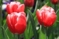 Triple of red tulip flowers in the garden Royalty Free Stock Photo